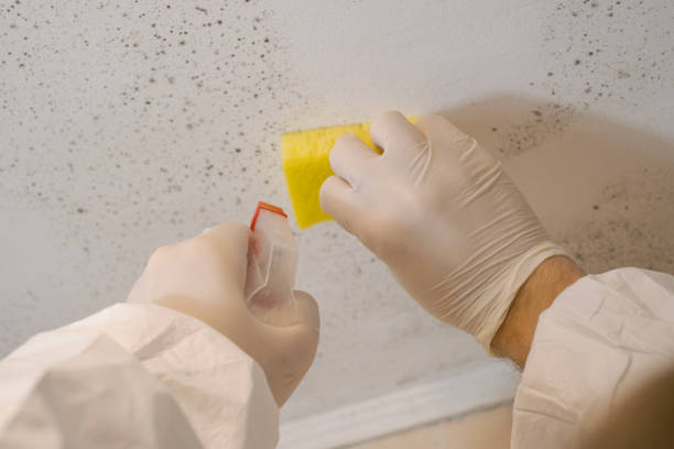 Reliable Kensington Park, FL Mold Removal Solutions