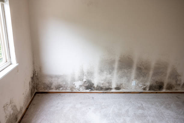 Best Industrial Mold Remediation  in Kensington Park, FL