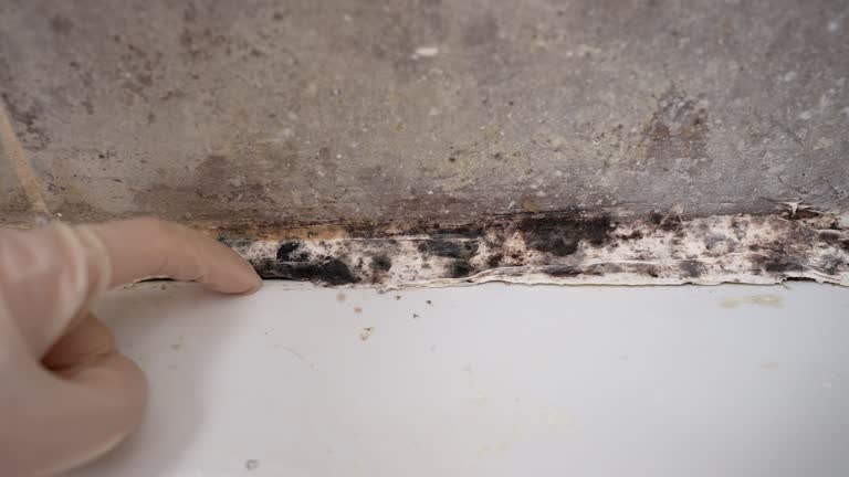 Mold Remediation for Rental Properties